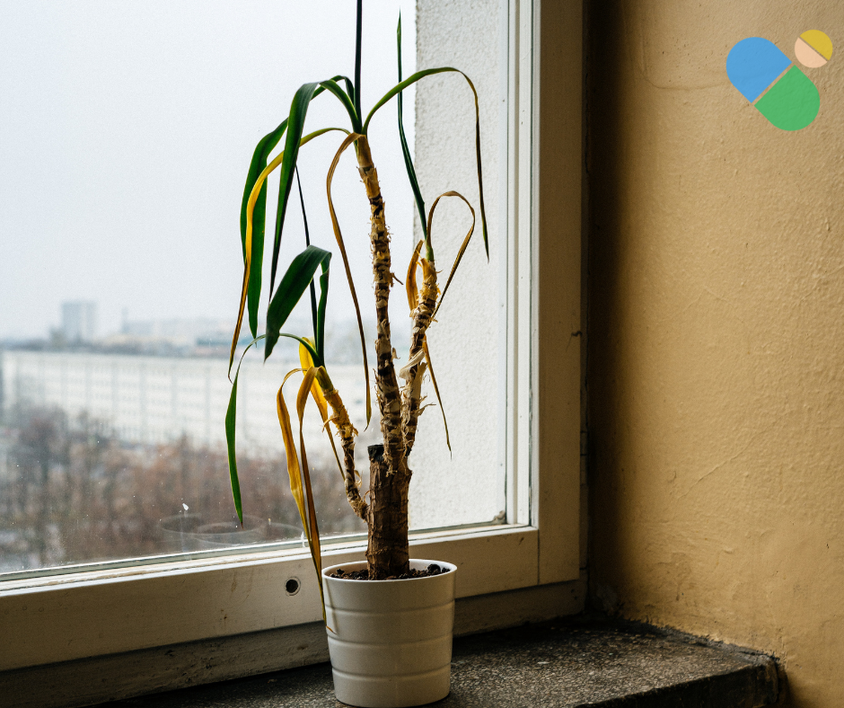 Wilted flower drooping down representing erectile dysfunction and loss of vitality